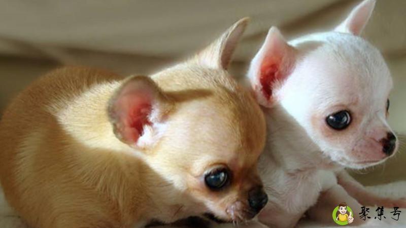 吉娃娃性格怎么样