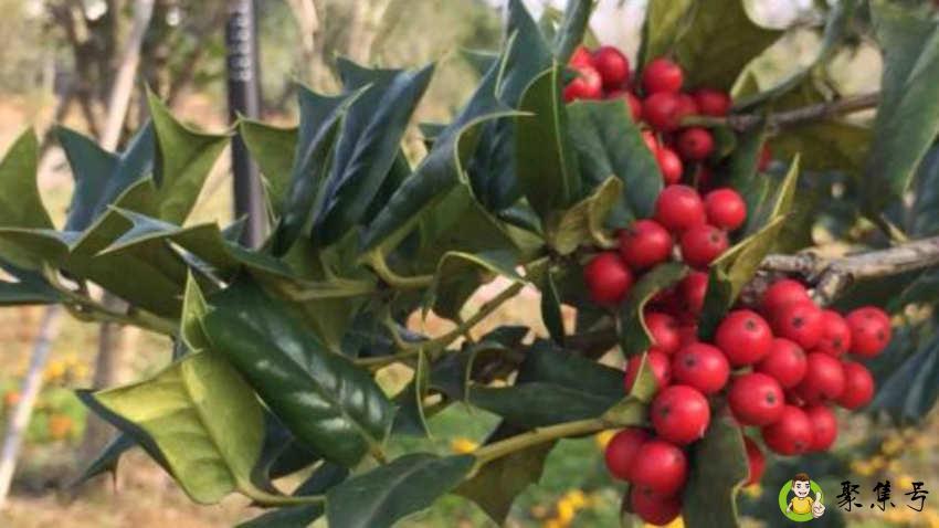 老鼠刺的功效与作用