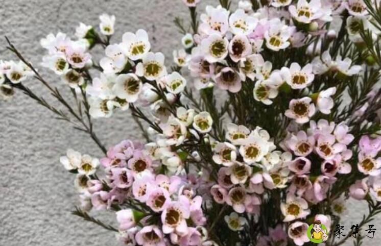 澳梅花花语是什么