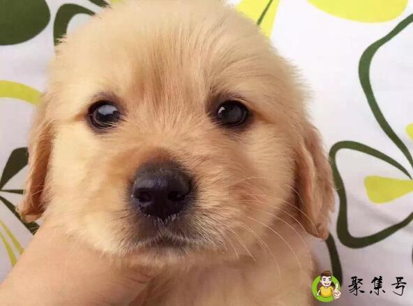 金毛体型对照表