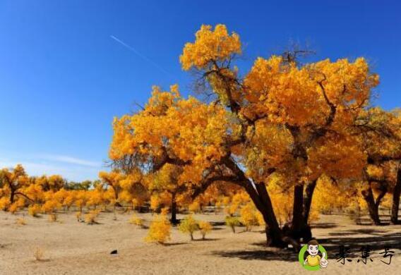 胡杨三千年指的是什么