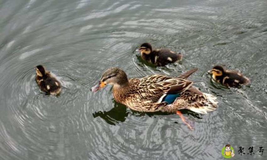 柯尔鸭和普通鸭的区别