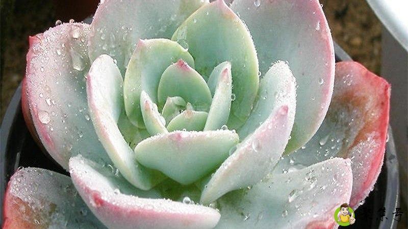 怎么用杯子养多肉植物