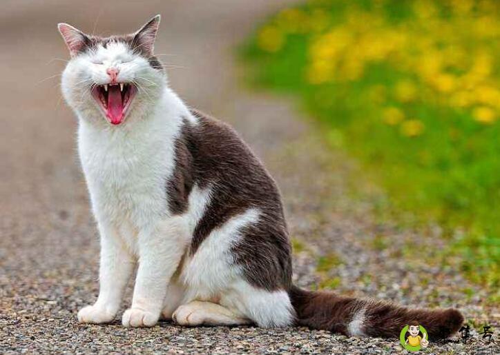 小猫屁股总溢屎咋办