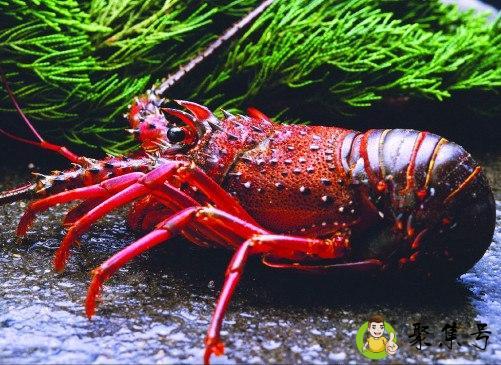 红龙和澳龙的区别