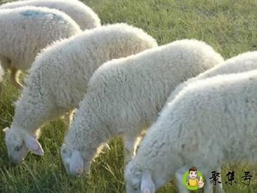 二面三刀指什么生肖