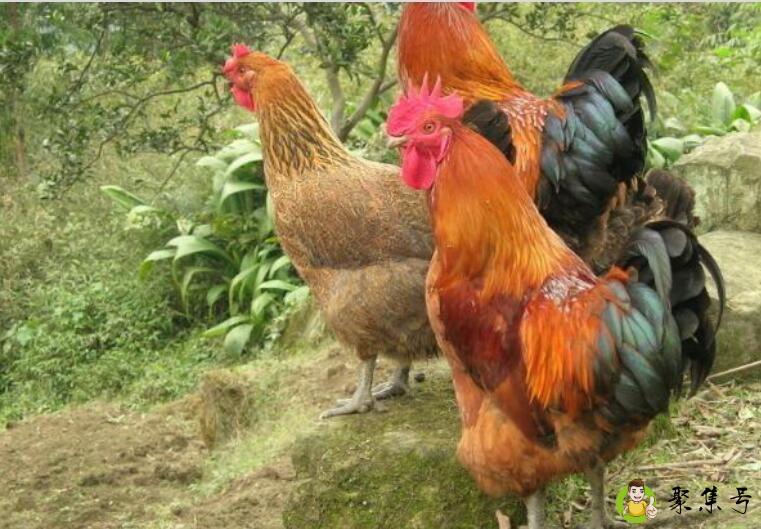 欲钱买花枝招展的生肖