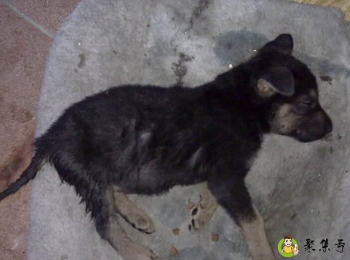 家里养狼青犬好吗