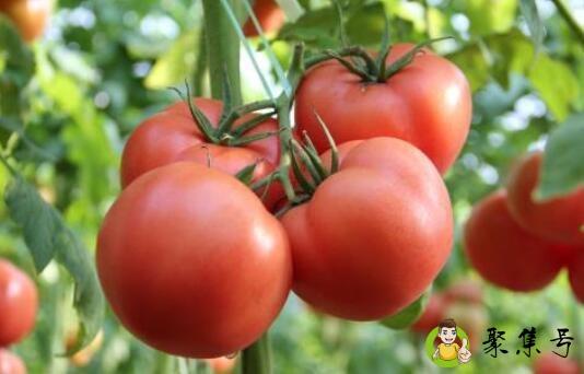 番茄的营养价值