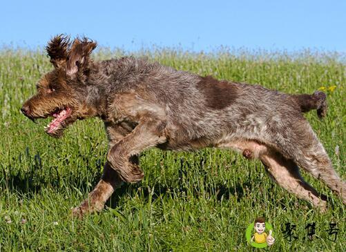 什么是史毕诺犬