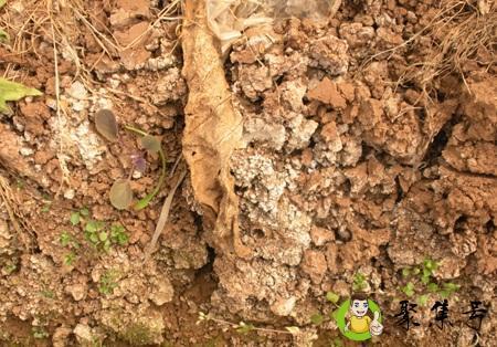 南方土壤为什么是酸性