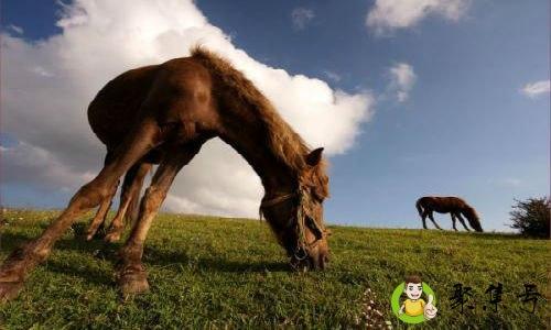 马的特征和性格是什么