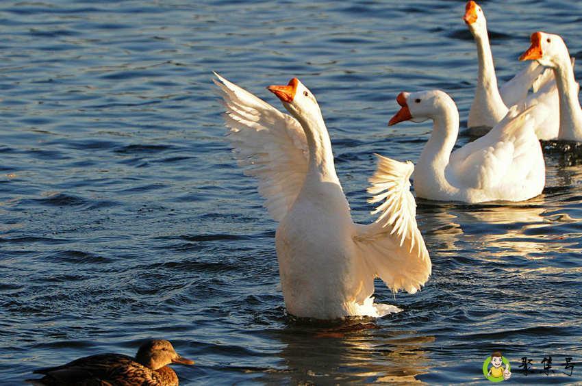 雁鹅和白鹅的区别