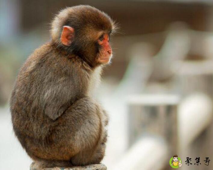 欲钱买千年等一回的动物