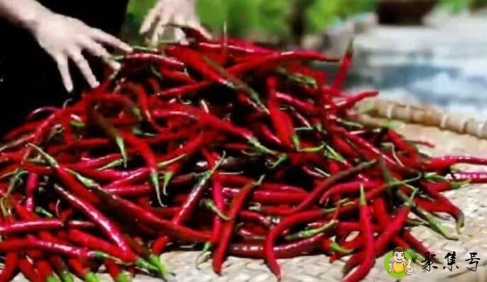 刚摘的红辣椒是阴干还是晒干