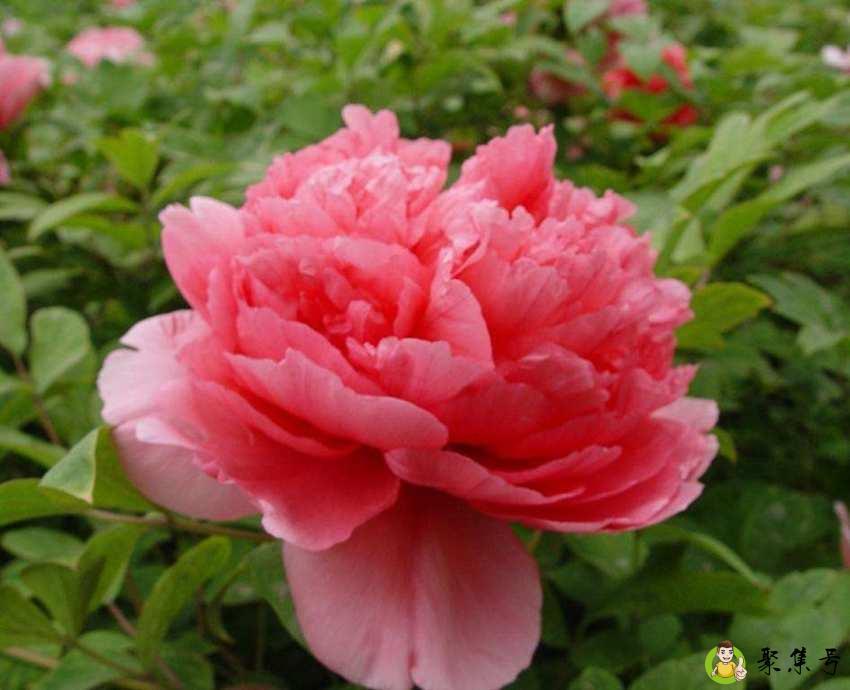 菏泽牡丹花会时间