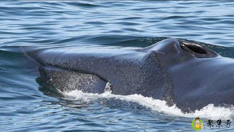 长须鲸速度怎么样