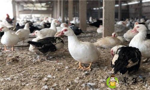 非洲雁蛋的功效与作用是什么