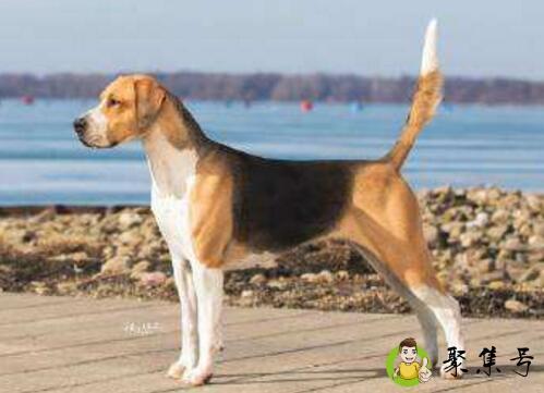 什么是英国猎狐犬