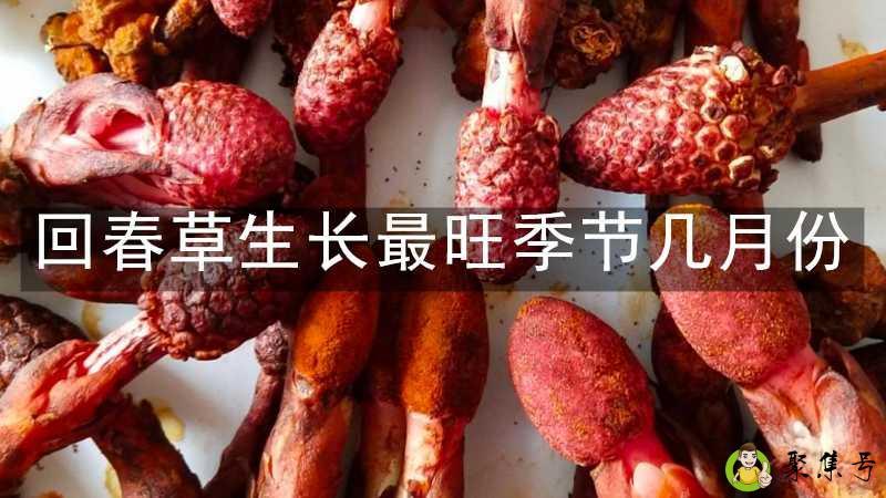 回春草生长最旺季节几月份