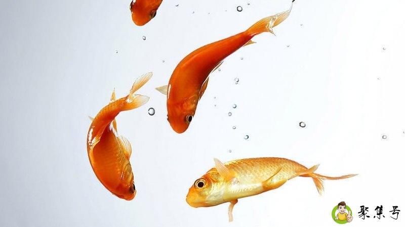 诱鱼剂是什么原料