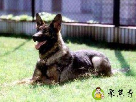 昆明犬多高