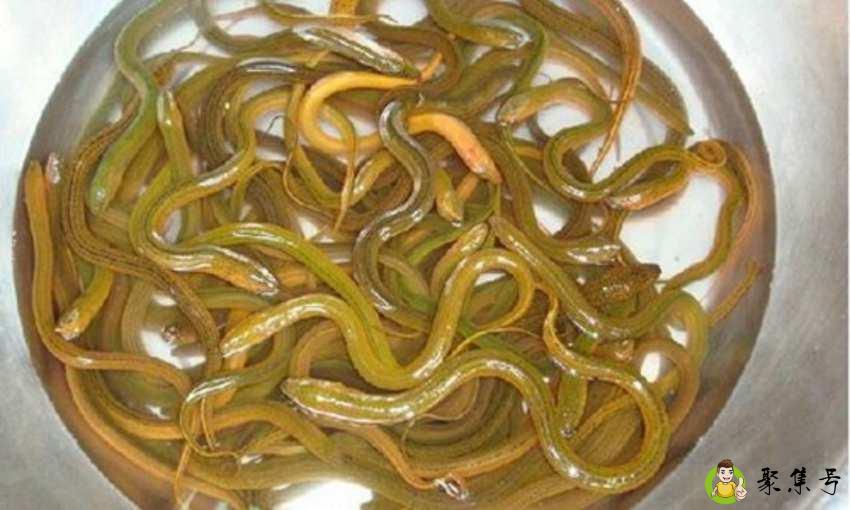 小地笼捕黄鳝技巧