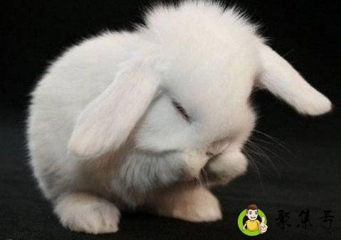 齿白唇红形容什么生肖