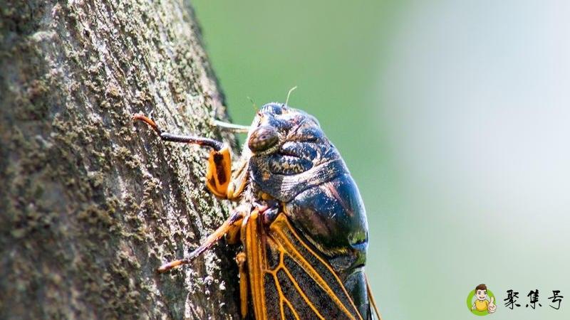 蝉鸣含义是什么意思