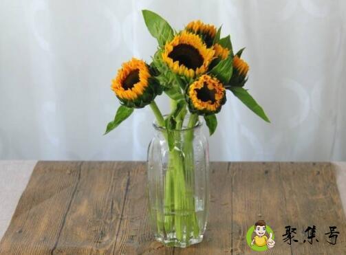 向日葵插水里能放几天
