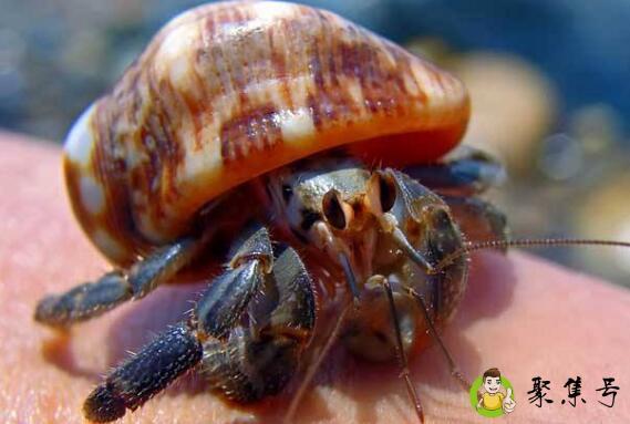 海怪吃哪个部位