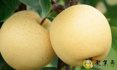 雪梨是皇冠梨吗