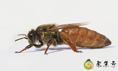 蜂王婚飞前征兆