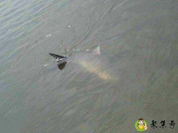 螺丝打窝钓青鱼多久发窝