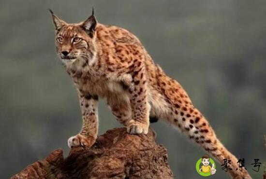 猞猁和兔狲哪个凶猛