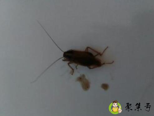 住在28楼怎么还有蟑螂