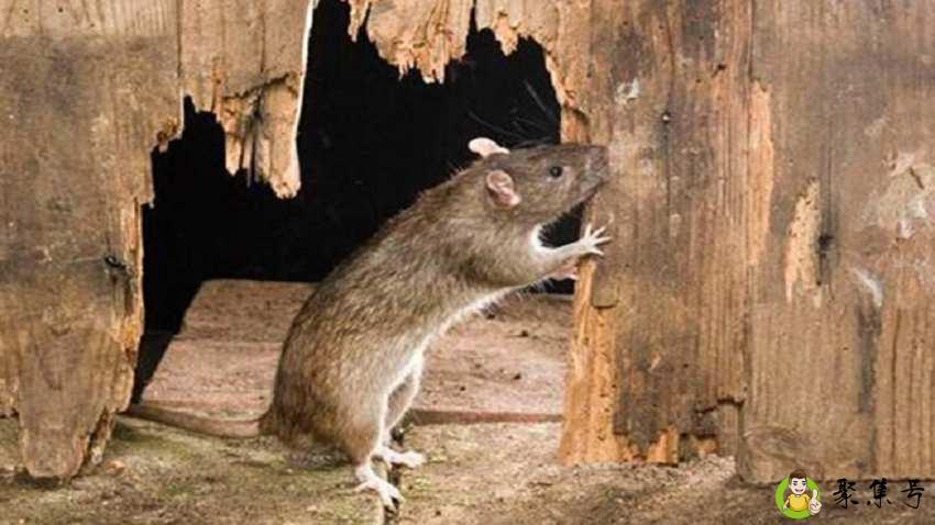 光纤被老鼠咬断怎么办