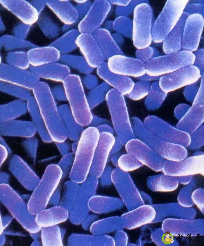 为什么人类生育男女性别比例差不多