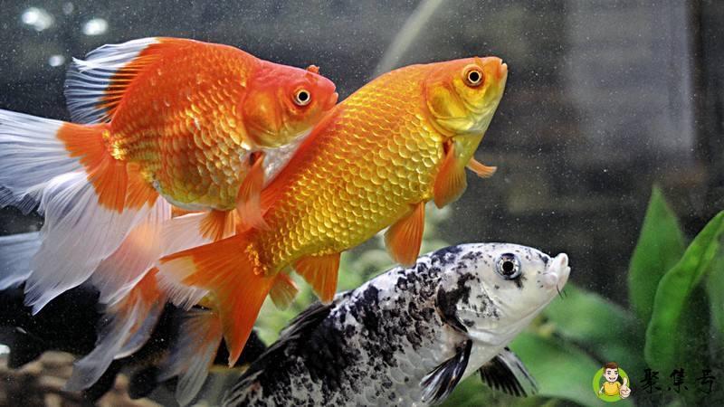 增氧泵去噪音小妙招