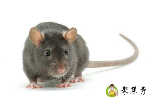 风油精对老鼠有驱赶的作用吗