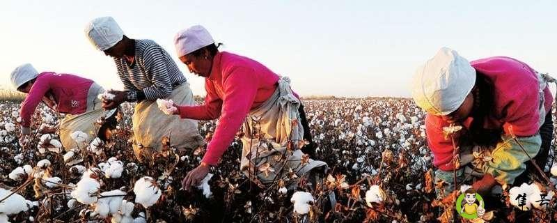 去新疆摘棉花是什么梗