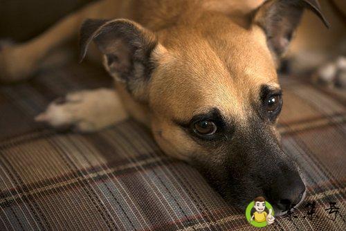 狗狗卡住的疼痛有多大