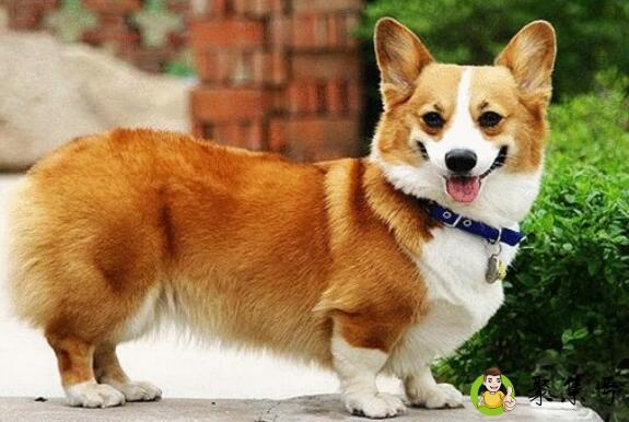 柯基寿命是多少年