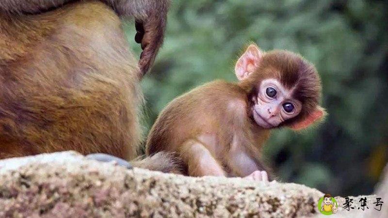 跳梁小丑指的是什么生肖