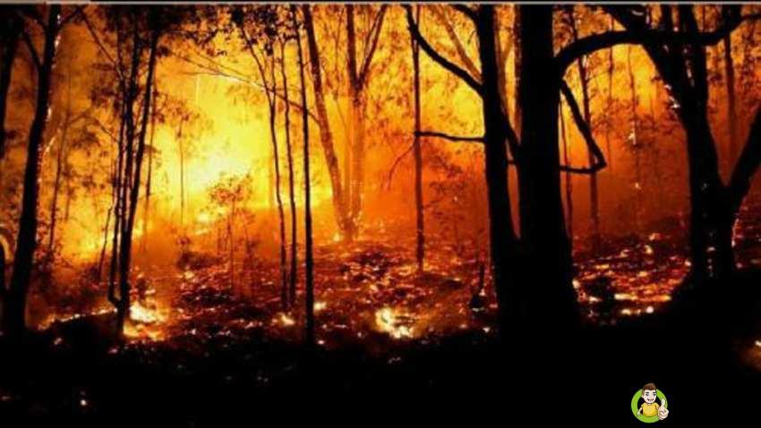 森林防火的知识有哪些