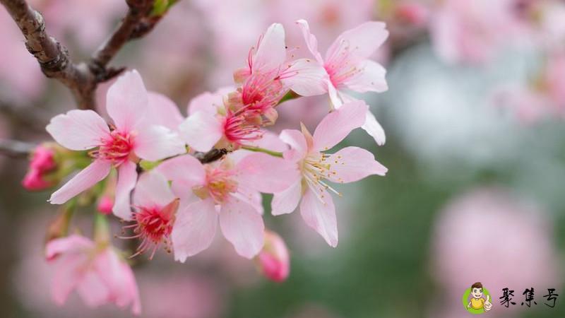四月都有什么花开
