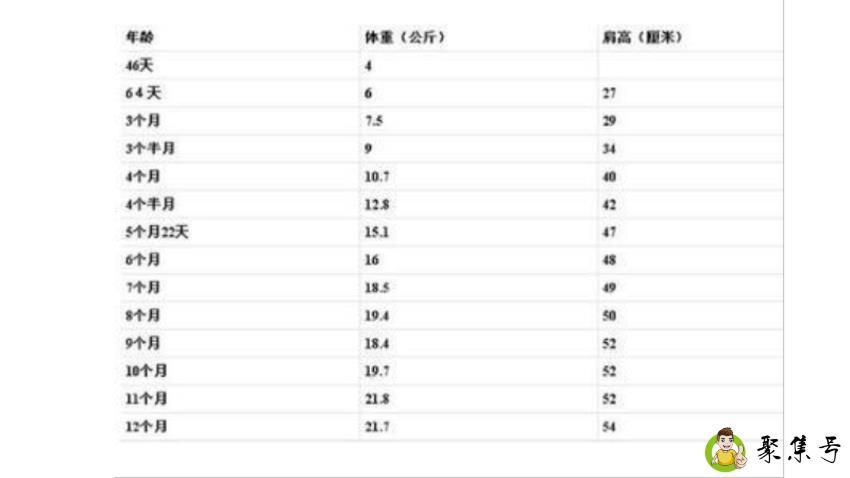边牧体重和饭量表是怎样的