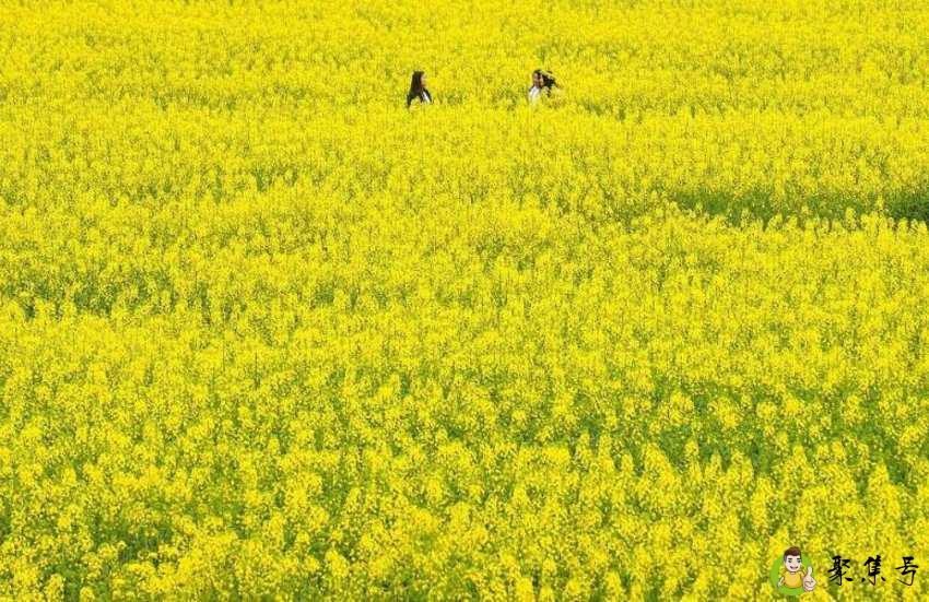 长安杨庄油菜花位置