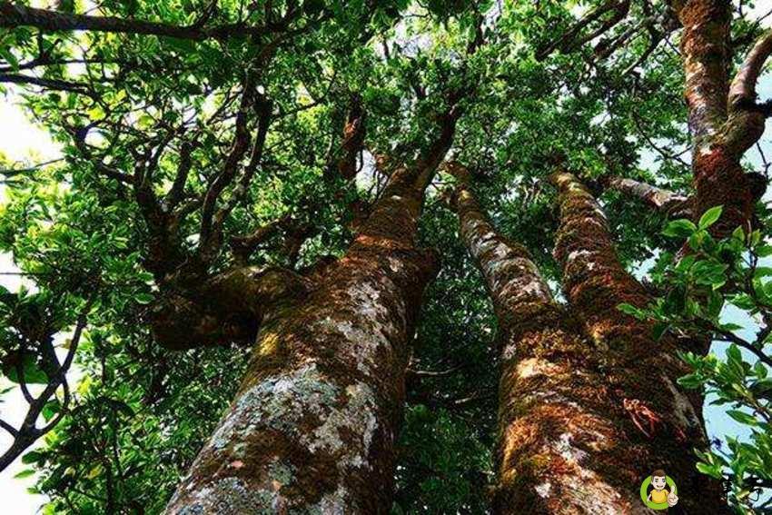 藤条茶和古树茶的区别