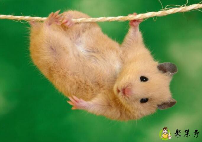 仓鼠会自己去厕所吗